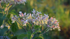 Clerodendrum trichotomum