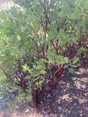 Arctostaphylos