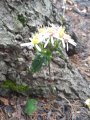 Eurybia divaricata