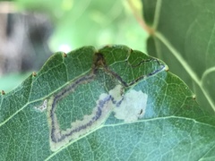 Stigmella trimaculella