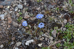 Myosotis asiatica