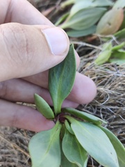 Tripolium pannonicum