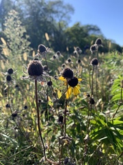 Rudbeckia