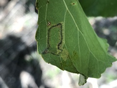 Stigmella trimaculella