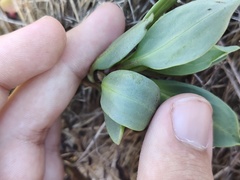 Tripolium pannonicum