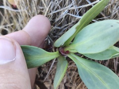 Tripolium pannonicum