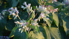 Clerodendrum trichotomum