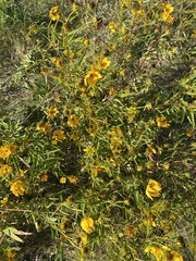 Bidens cernua