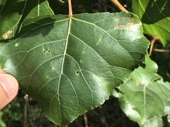 Stigmella trimaculella