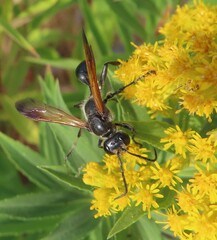 Isodontia