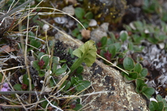 Botrychium minganense