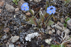 Myosotis asiatica