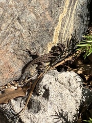 Sceloporus occidentalis