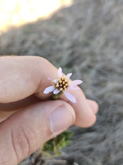 Tripolium pannonicum