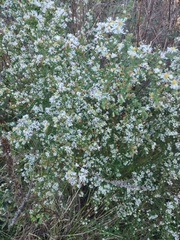 Symphyotrichum ericoides