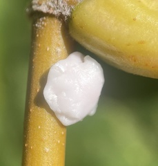 Ceroplastes
