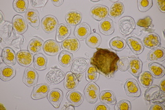 Hyalopsora adianti-capilli-veneris