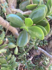 Crassula