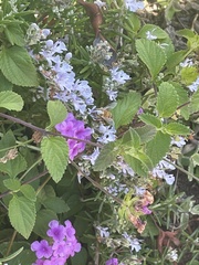 Lantana montevidensis