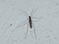 Tipuloidea