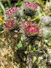 Arctium tomentosum