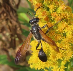 Isodontia