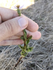 Tripolium pannonicum