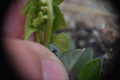 Botrychium minganense