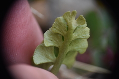 Botrychium minganense