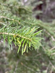 Abies lasiocarpa