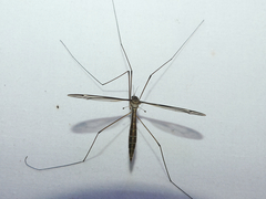 Tipula furca