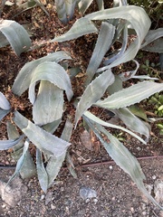 Agave