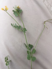 Coronilla repanda dura