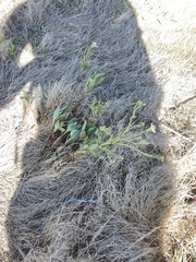 Tripolium pannonicum