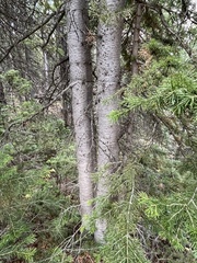 Abies lasiocarpa