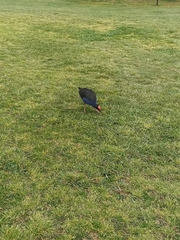 Porphyrio melanotus melanotus