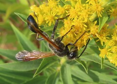 Isodontia