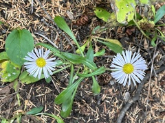 Erigeron coulteri