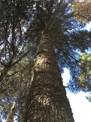 Abies pinsapo