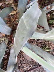 Agave