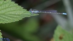 Paracercion v-nigrum