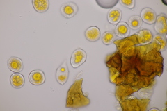 Hyalopsora adianti-capilli-veneris
