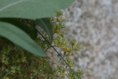 Scleranthus
