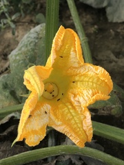 Cucurbita