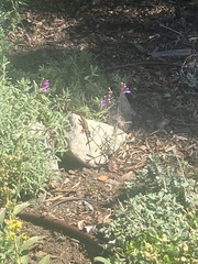 Sceloporus occidentalis