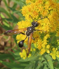 Isodontia