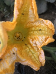 Cucurbita