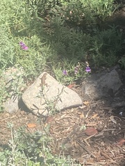 Sceloporus occidentalis