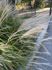 Miscanthus