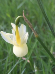 Narcissus triandrus